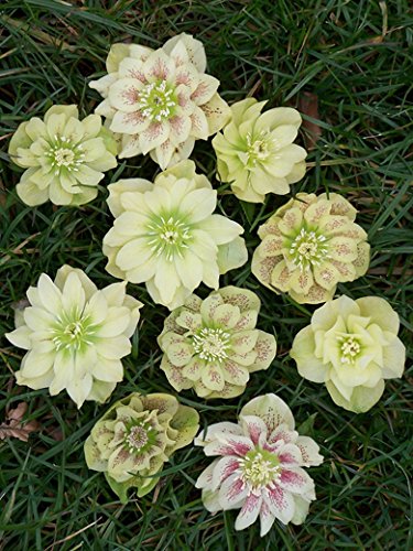Saavyseeds Golden Discovery Lenten Rose Hellebores Rose Seeds - 11 Count - Fragrant Rose Bush Saavyseeds Golden Discovery Lenten Rose Hellebores Rose Seeds - 11 Count - Fragrant Rose Bush