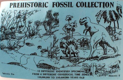 Fossil Set 12 Kinds, Hand Collected in Utah, Trilobite ,Brachiopod, Dinosaur Bone