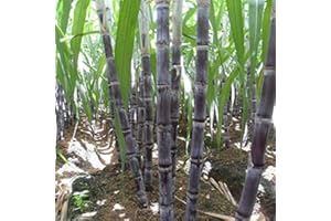 100pcs Sweet Sugar Cane Saccharum Sugarcane Seeds 6-18 Feet Tall