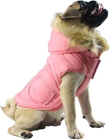 brachycephalic health issues