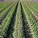 Bond SMG12068 Miracle-Gro Super Pole, 5ft x 1in Bamboo Stakes, 4 Pack, Natural