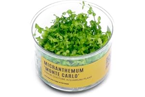 Ultum Nature Systems Micranthemum Monte Carlo Tissue Culture Live Plant for Aquarium, Aquascape, Freshwater Planted Fish Tanks - 100% Snail Free in Vitro