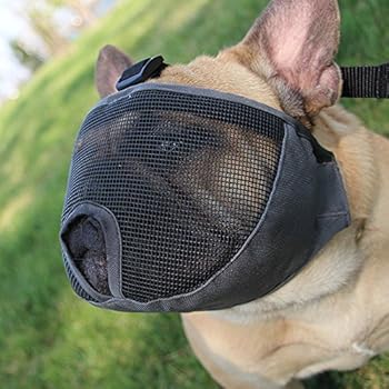 Get English Bulldog Muzzle Amazon Image