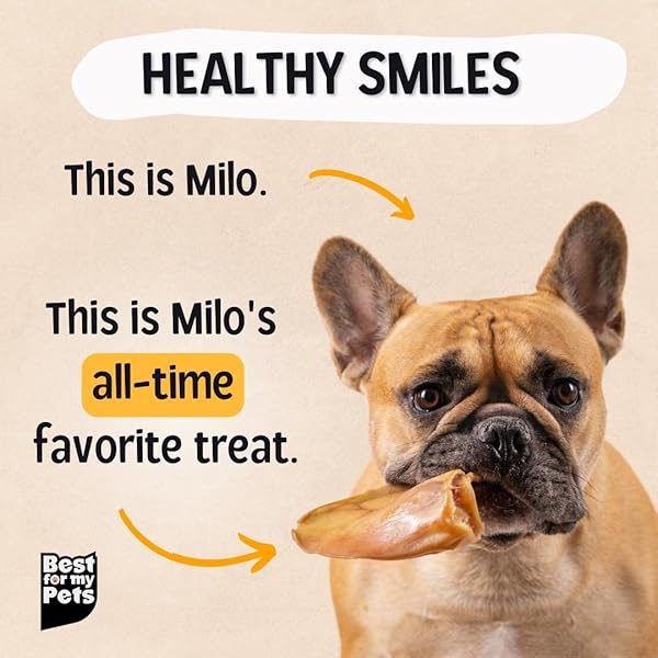 BEST FOR MY PETS PIG EARS FOR DOGS (WHOLE, 6 PACK), HEALTHY, HIGHLY DIGESTIBLE ALL NATURAL PIGS EARS LONG-LASTING DOG CHEWS, PORK DOG CHEW TREAT