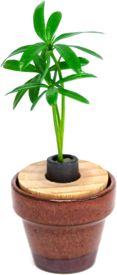 Amazon Co Jp 日本古来の植物 槇 マキ の木 花言葉 慈愛 色あせぬ恋 と うさぎ庵特性 豆鉢 鉄赤色 土なし 清潔 水やり簡単 セラハイト ホーム キッチン Amazon Co Jp 日本古来の植物 槇 マキ の木 花言葉 慈愛 色あせぬ恋 と うさぎ庵特性 豆鉢 鉄赤色 土なし 清潔 水やり簡単 セラハイト ホーム キッチン