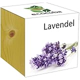 Vergissmeinnicht pflanzen Vergissmeinnicht pflanzen