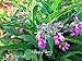 Genuine! 100 Seeds A Bag Certified Organic True Comfrey Seeds,Non GMO, Certified Organic Heirloom Seed Packet