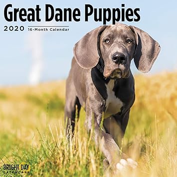 great dane german mastiff