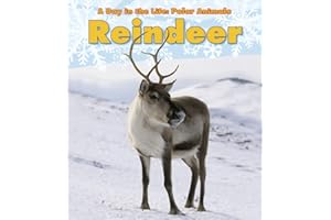 Reindeer