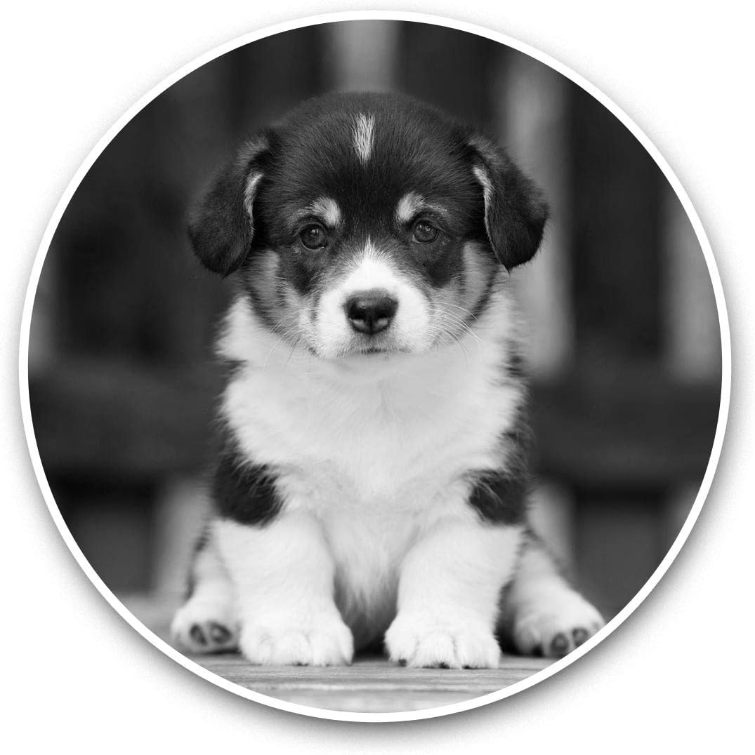 white bernese mountain dog