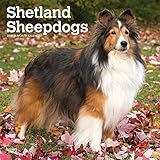 Shetland Sheepdogs 2019 12 x 12 Inch Monthly Square Wall Calendar, Animals Dog Breeds (Multilingual by