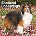 Shetland Sheepdogs 2019 12 x 12 Inch Monthly Square Wall Calendar, Animals Dog Breeds (Multilingual by
