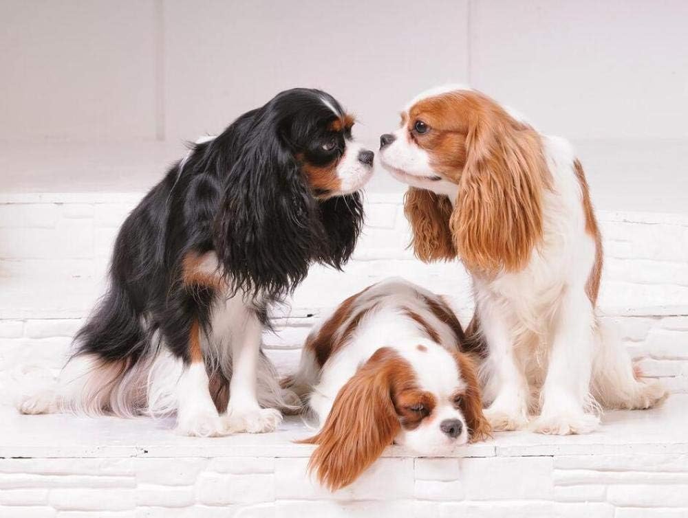 Diamant Peinture Point De Croix Cavalier King Charles Spaniel Plein 5d Diy Diamant Broderie Mignon Pet Diamant Mosaique Chien Amazon Fr Cuisine Maison Diamant Peinture Point De Croix Cavalier King Charles Spaniel Plein 5d Diy Diamant Broderie Mignon Pet Diamant Mosaique Chien Amazon Fr Cuisine Maison