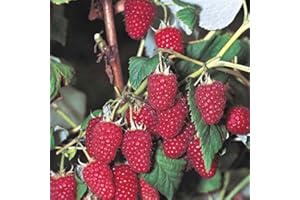 5 Heritage Everbearing Red Raspberry Plants (5 Lrg 2yr Bare Root Canes) Zone 3-8