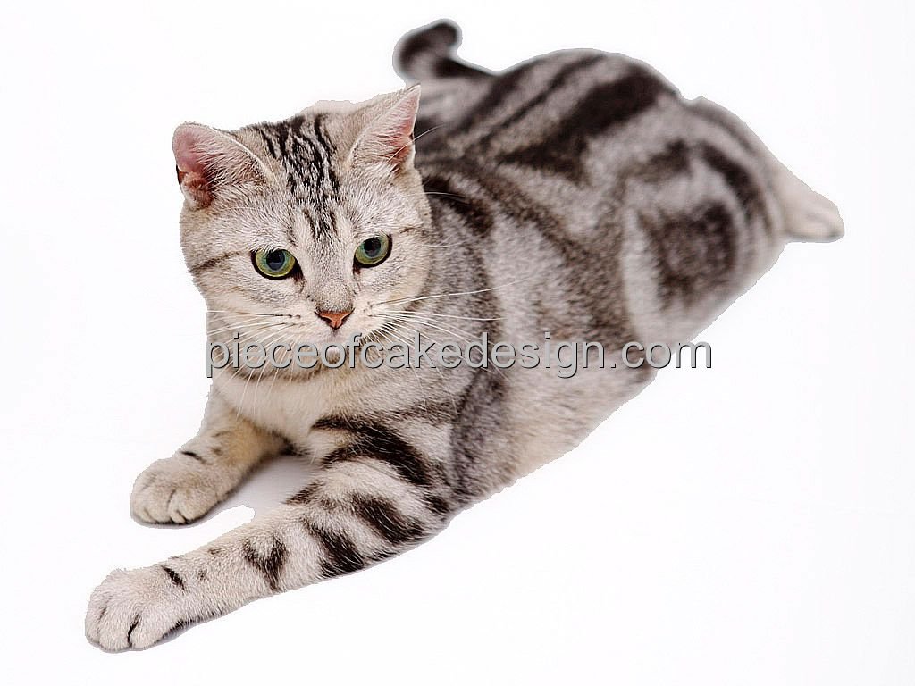 1 4 Sheet Cat Breeds American Shorthair Birthday Edible Cake