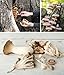 Mushroom Cultivation: An Illustrated Guide to Growing Your Own Mushrooms at Home