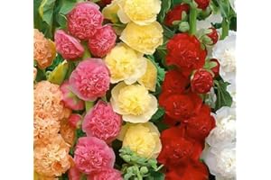 GMBTHO 700+ Hollyhock Seeds for Planting (Alcea rosea) Perennial Flower Seeds Non GMO Heirloom Dark Red Red Pink Yellow and Orange Hollyhock Flower