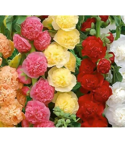 その他 Rose s-l1200.jpg