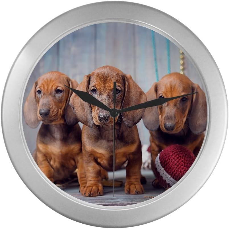 silver dachshund puppies