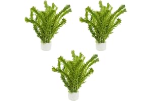 CANTON AQUATICS Anacharis Egeria Densa Bunch - Fast Growing – Linear & Whorled Leaves - Background Positioning - All Natural & Organic Aquatic Plant - Long Lasting & Easy to Care - 3 Pack