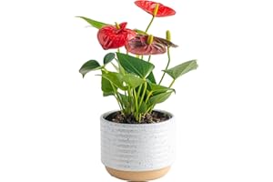 Costa Farms Anthurium, Flamingo Flower Live Plant in Decorative Pot, Air Purifying Flowering Indoor Houseplant, Home, Room, or Office Decor, House Warming or Birthday Gift, 10-14 Inches Tall