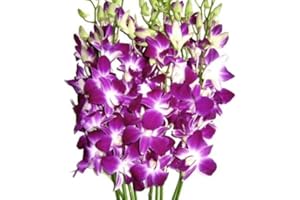 EFLOWERWHOLESALE Premium Cut Purple Orchids (10 Stems Orchids) Prime Delivery