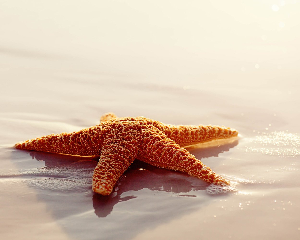 Ocean Photograph Starfish Art Beach Fine Art Photography