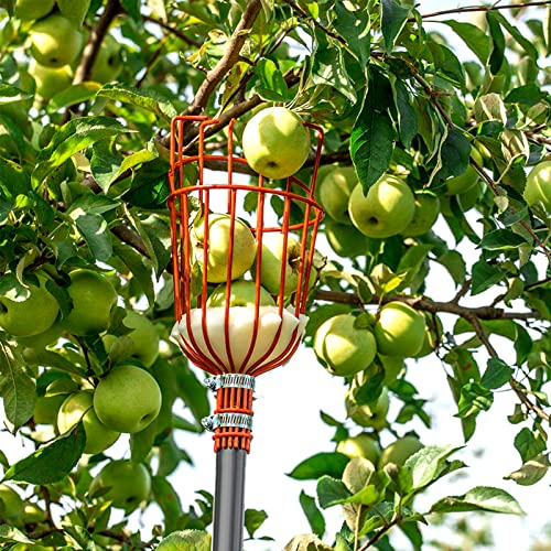 Walensee 13FT Fruit Picker Pole with Basket, 35-158 Inch Adjustable Mango Picker Tool, Stainless Steel Telescoping Cherry Picker for Tree, Apple Pear Lemon Orange Avocado Picking