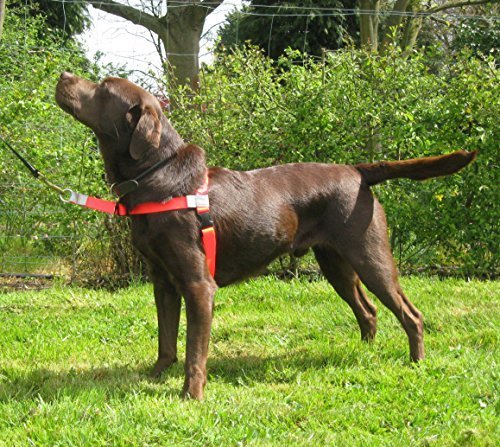 Walk Your Dog With LoveSports Edition (25-54kg, ORANGE)