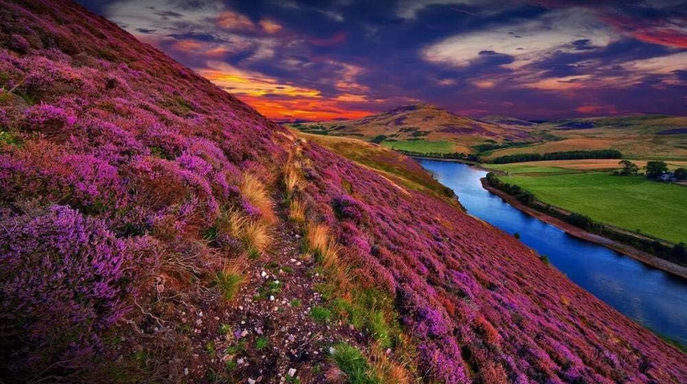 Blue River with Purple Flowers On Scenic Hillside Puzzles 1500 Pieces for Adults Children Kids Games Educational Toys Exercise The Brain