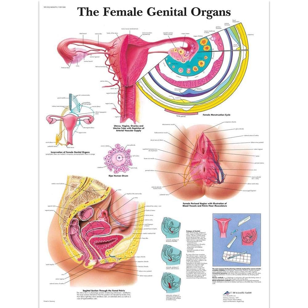 3B Scientific VR1532UU Human Anatomy - The Female Genital Organs Chart, Paper Version
