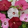 Outsidepride 10 Seeds Perennial Hibiscus Luna Mix Flower Seeds for Planting