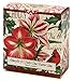 Amaryllis and Holly, Luxury Round, Beautifully Scented Shea Butter Soap Bar, Made in England, Triple Milled. Environmentally Friendly (Green). 3.5oz.