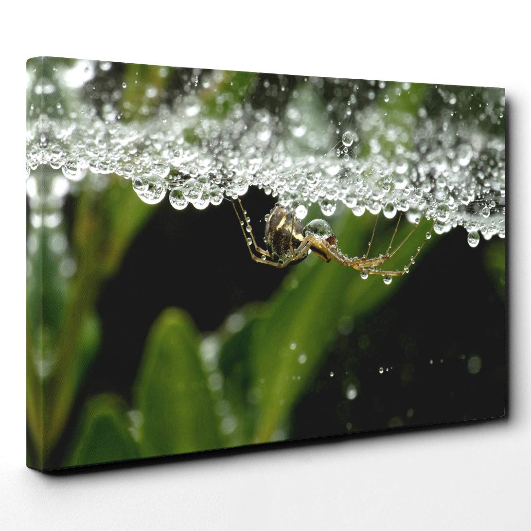 Spider (4) Canvas Print | Gallery Wrapped 30mm Frame Wall Art | 20x14 inches | Ready to Hang | Modern Animal Picture | Living Room Bedroom Lounge Office