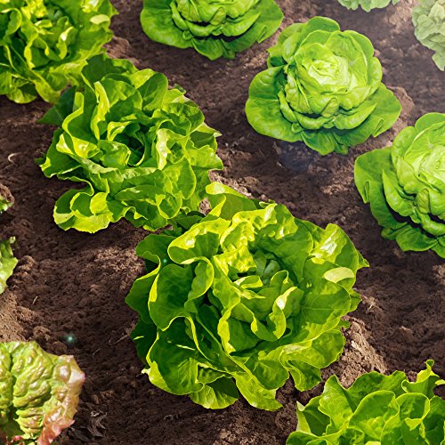 SavvyGrow Herb Lettuce Green Seeds Combo 20 Variety 4000+ Heirloom