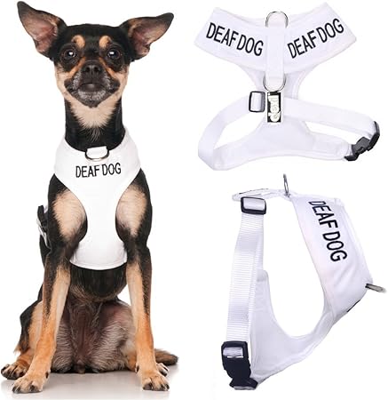 white dog harness