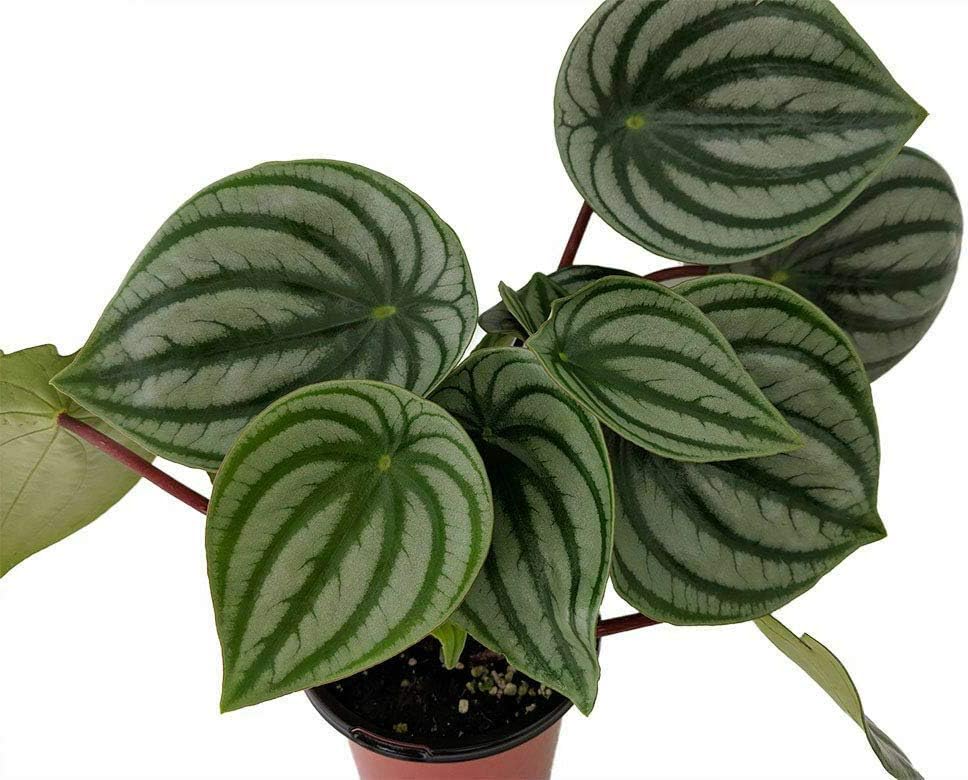 Watermelon Peperomia Live Plant 4" Pot Easy to Grow Houseplant #HG1TM