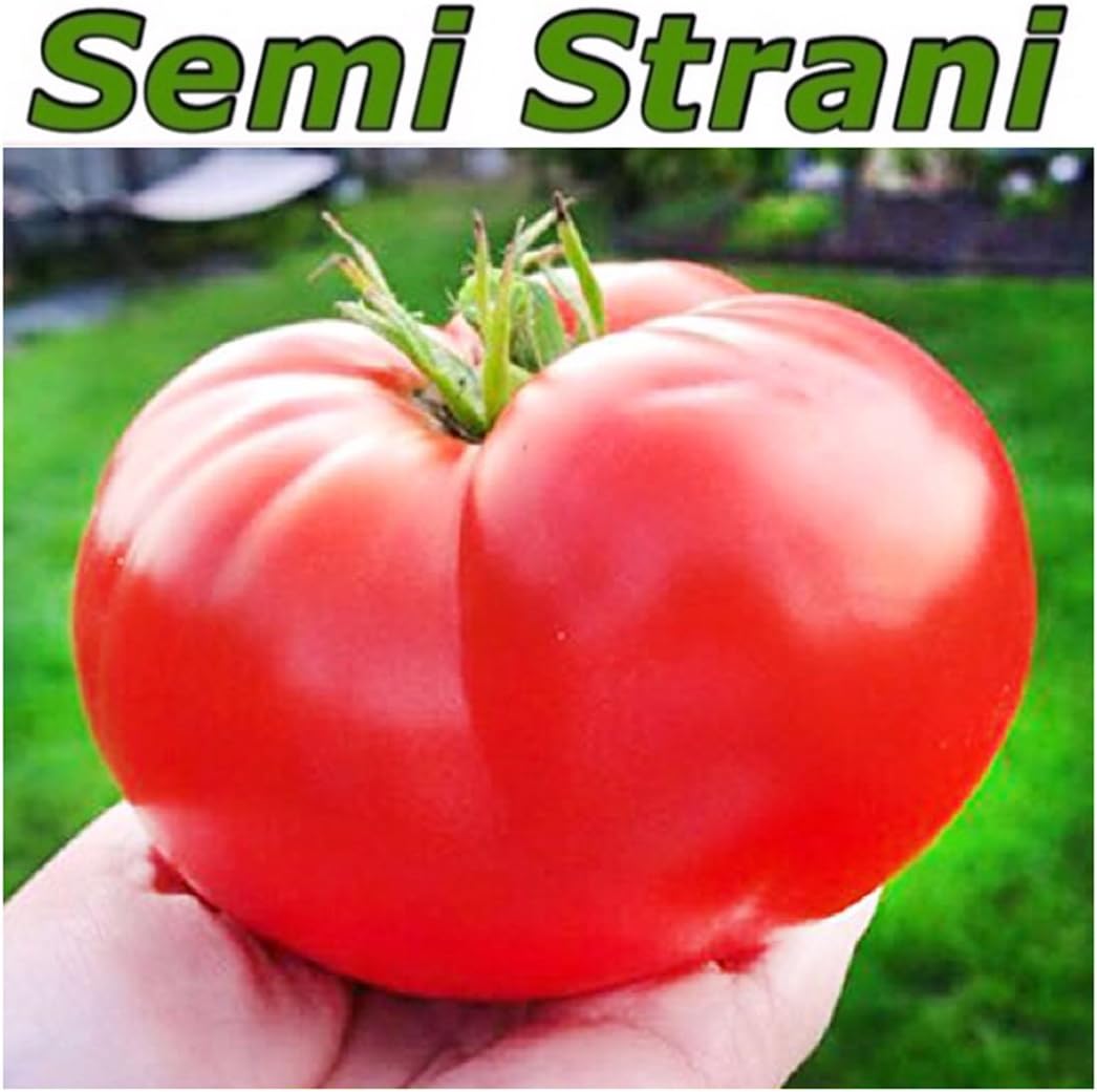 20 Seeds of THE ITALIAN GIANT TREE TOMATO MOST AMAZING TOMATOES OF