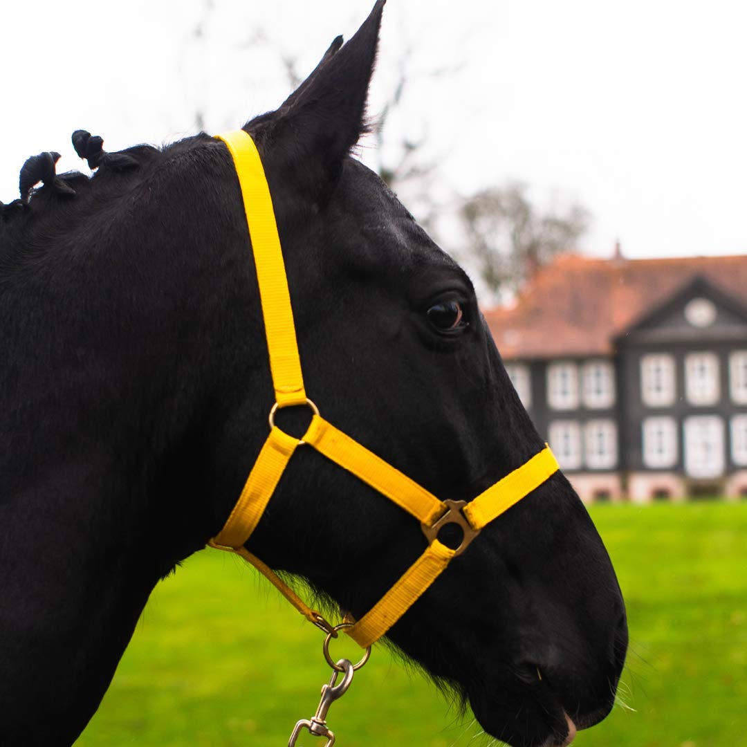 Pferdelinis Halter for Horses Warmblood, Thoroughbred, Cold Blood - Stable Halter, Pasture Halter, 2 Adjustable Positions on Chin Strap and Headpiece, Safe & Tear-Resistant (Yellow, Pony)