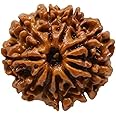 NAISHA 10 Mukhi Rudraksha Bead Necklace, 100% Certified & Original Ten-Faced Rudraksha Seed for Pooja/Prayer/Meditation