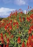 TROPICA - Christmas Aloe (Aloe arborescens) - 10 Seeds - Mediterranean