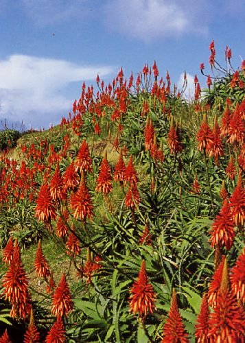 TROPICA - Christmas Aloe (Aloe arborescens) - 10 Seeds - Mediterranean TROPICA - Christmas Aloe (Aloe arborescens) - 10 Seeds - Mediterranean