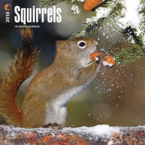 Squirrels 2018 Calendar