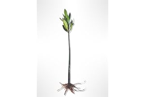 GENERIC AquaGardens | Red Mangrove | Live Plant (3 Small Plants)