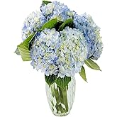 KaBloom - Beauty 6 Blue Hydrangeas with vase - Fresh Flowers for Birthday, Valentine's & Mother's Day