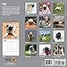 Pugs 2018 16 Month Wall Calendar 12 x 12 inches Bright Day Calendars Publishing