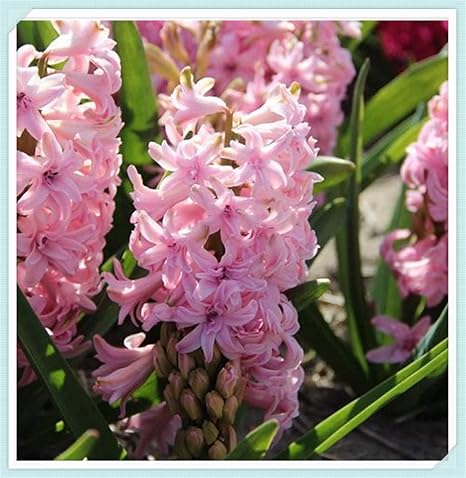 Amazon ヒヤシンス球根 珍しい花の装飾 水耕植物 さまざまな色の美しいヒヤシンスの球根 2 球根 Pink 花