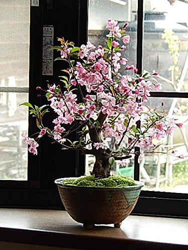 ハナカイドウ桜盆栽