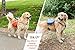 Dog Backpack for Hiking - Large and Small Saddlebag Sets for Camping or Hunting - Lightweight Harness - Removable Backpacks. Medium-Large Dogs. (Orange and Blue)