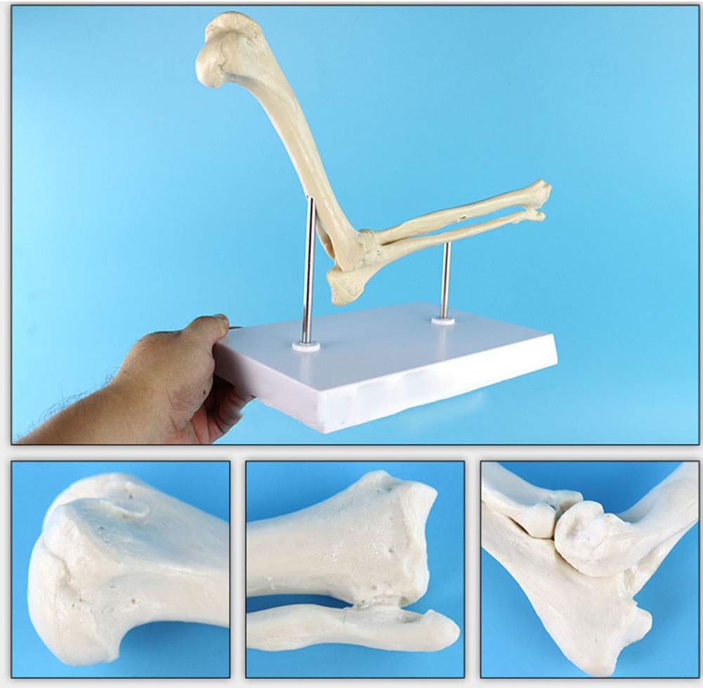 VIEUR Dog Lumbar Spine Shoulder Elbow Hip Knee Joint Bone Model Canine Skeleton Model Dog Bone Vertebral Model Veterinary Demonstration